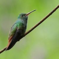 Szmaragdzik brązowosterny - Amazilia tzacatl - Rufous-tailed Hummingbird