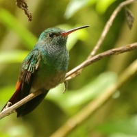Szmaragdzik brązowosterny - Amazilia tzacatl - Rufous-tailed Hummingbird