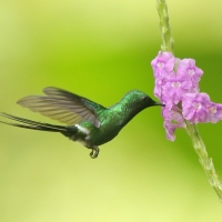 Kolcosterek zielony - Discosura conversii - Green Thorntail