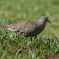 Gołąbeczek aztecki - Columbina inca - Inca Dove