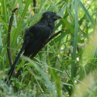 Kleszczojad bruzdodzioby - Crotophaga sulcirostris - Groove-billed Ani
