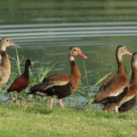 Drzewica czarnobrzucha - Dendrocygna autumnalis - Black-bellied Whistling-duck