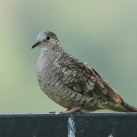 Gołąbeczek aztecki - Columbina inca - Inca Dove