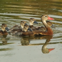 Drzewica czarnobrzucha - Dendrocygna autumnalis - Black-bellied Whistling-duck