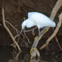 Czapla śnieżna - Egretta thula - Snowy Egret