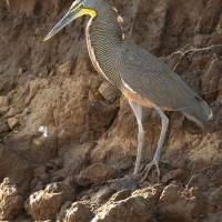 Tygryska nagobroda - Tigrisoma mexicanum - Bare-throated Tiger-Heron