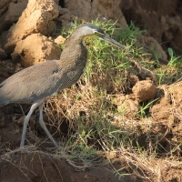 Tygryska nagobroda - Tigrisoma mexicanum - Bare-throated Tiger-Heron