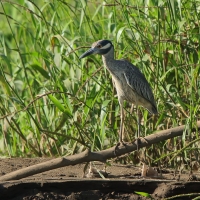 Ślepowron żółtoczelny - Nyctanassa violacea - Yellow-crowned Night-Heron