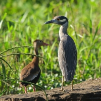 Ślepowron żółtoczelny - Nyctanassa violacea - Yellow-crowned Night-Heron