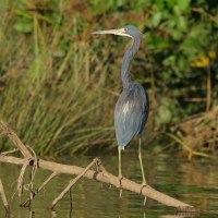 Czapla trójbarwna - Egretta tricolor - Tricolored Heron
