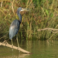 Czapla trójbarwna - Egretta tricolor - Tricolored Heron