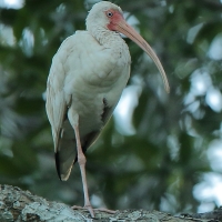 Ibis biały - Eudocimus albus - White Ibis