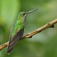 Brylancik niebieskogardły - Heliodoxa jacula - Green-crowned Brilliant