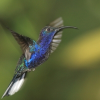Zapylak fioletowy - Campylopterus hemileucurus - Violet Sabrewing