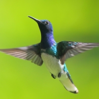 Nektareczek błękitny - Florisuga mellivora - White-necked Jacobin