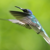 Nektareczek błękitny - Florisuga mellivora - White-necked Jacobin