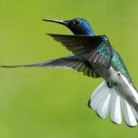 Nektareczek błękitny - Florisuga mellivora - White-necked Jacobin