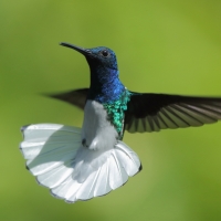 Nektareczek błękitny - Florisuga mellivora - White-necked Jacobin