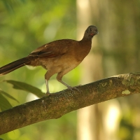 Czakalaka północna - Ortalis vetula - Plain Chachalaca