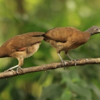 Czakalaka północna - Ortalis vetula - Plain Chachalaca