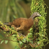 Czakalaka północna - Ortalis vetula - Plain Chachalaca