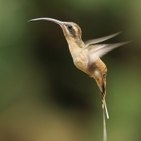 Pustelnik długodzioby - Phaethornis longirostris - Long-billed Hermit