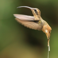 Pustelnik długodzioby - Phaethornis longirostris - Long-billed Hermit