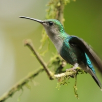 Widłogonek modrobrzuchy - Thalurania colombica - Crowned Woodnymph