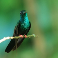Kwiaciarek rudosterny - Chalybura urochrysia - Bronze-tailed Plumeleteer
