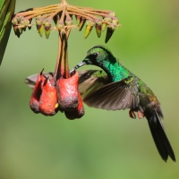 Kwiaciarek rudosterny - Chalybura urochrysia - Bronze-tailed Plumeleteer