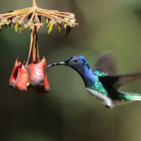Nektareczek błękitny - Florisuga mellivora - White-necked Jacobin