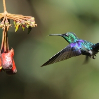 Widłogonek modrobrzuchy - Thalurania colombica - Crowned Woodnymph