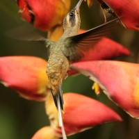 Pustelnik długodzioby - Phaethornis longirostris - Long-billed Hermit