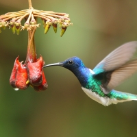 Nektareczek błękitny - Florisuga mellivora - White-necked Jacobin