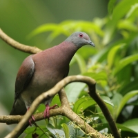 Gołąbczak różowawy - Patagioenas cayennensis - Pale-vented Pigeon