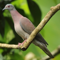 Gołąbczak różowawy - Patagioenas cayennensis - Pale-vented Pigeon
