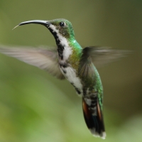Węglik krawatowy - Anthracothorax prevostii - Green-breasted Mango
