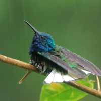 Nektareczek błękitny - Florisuga mellivora - White-necked Jacobin
