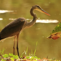 Czapla modra - Ardea herodias - Great Blue Heron