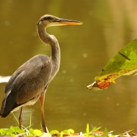 Czapla modra - Ardea herodias - Great Blue Heron