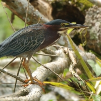 Czapla zielona - Butorides virescens - Green Heron