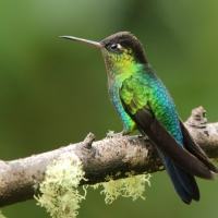 Złotniczek - Panterpe insignis - Fiery-throated Hummingbird