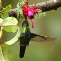 Złotniczek - Panterpe insignis - Fiery-throated Hummingbird