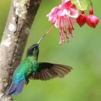 Złotniczek - Panterpe insignis - Fiery-throated Hummingbird