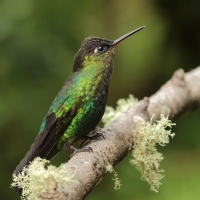 Złotniczek - Panterpe insignis - Fiery-throated Hummingbird