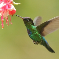 Złotniczek - Panterpe insignis - Fiery-throated Hummingbird