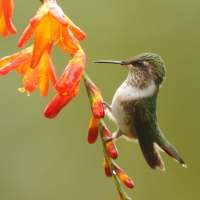 Rudaczek kryzowany - Selasphorus flammula - Volcano Hummingbird