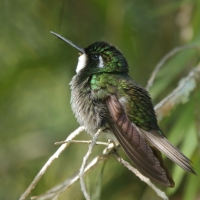 Malachicik białogardły - Lampornis castaneoventris - White-throated Mountain-gem