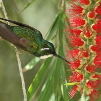 Malachicik białogardły - Lampornis castaneoventris - White-throated Mountain-gem