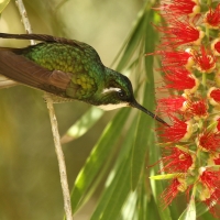 Malachicik białogardły - Lampornis castaneoventris - White-throated Mountain-gem